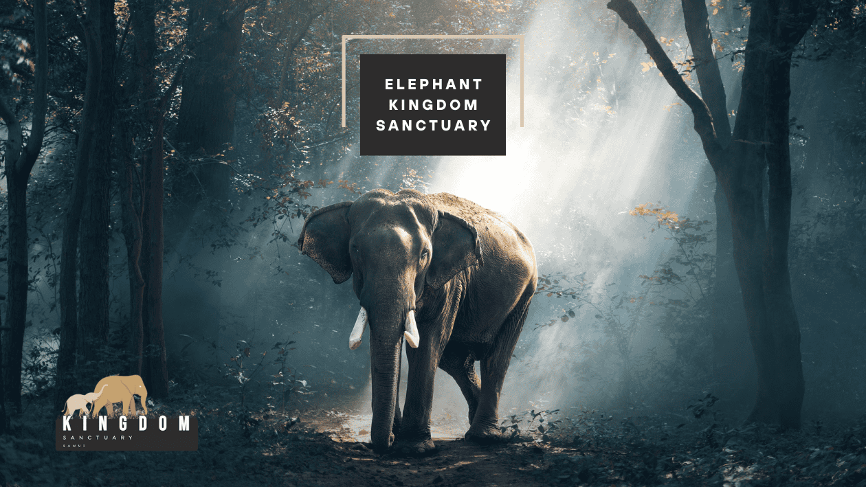 Al Khaled Rayhan - ELEPHANT KINGDOM SANCTUARY